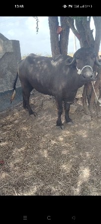 khadelu
