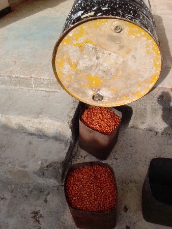 બિયારણ G ૨૦ નંબર