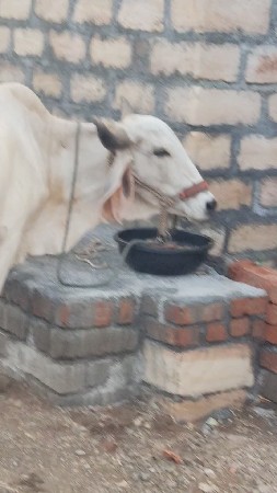4 દીવસ ની વિયાણેલ છે