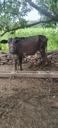 H.F ગાય