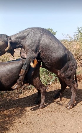 પાડો વેચવાનો છે