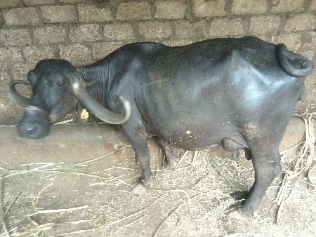આભેંસ વેચવાની છે ત્રીજું વેતર