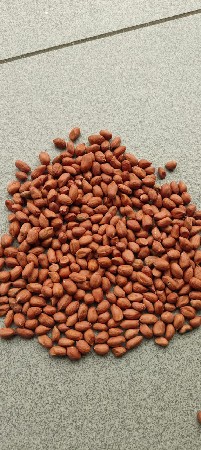 ૯૯ નંબર મગફળી નું બિયારણ