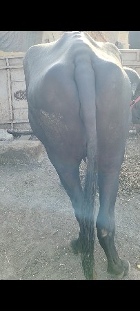 ખળેલી વેચવાની સે