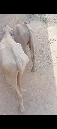 ગુલાબી પાડો ભુરી પાડી બને વેચવા ના