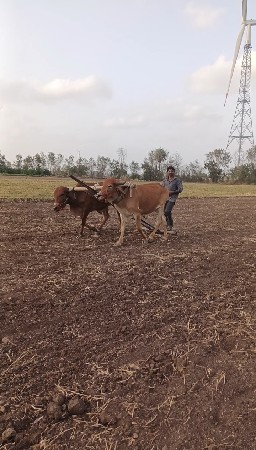 ગોઢલા વેચવાના છે