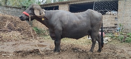 ભેંસ વેચવાની છે