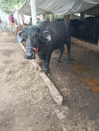 દ્વારકા જિલ્લો ખંભાળિયા તાલુકો ભા