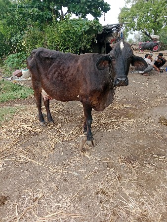 ગાય વેસવાની છે