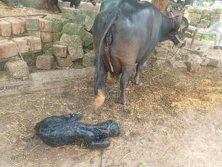 ભેંસ વેચવાની છે