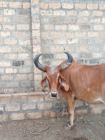 બળદ વેચવાના છે
