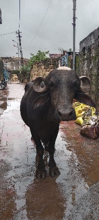 ભેંસ વેચવાની છે