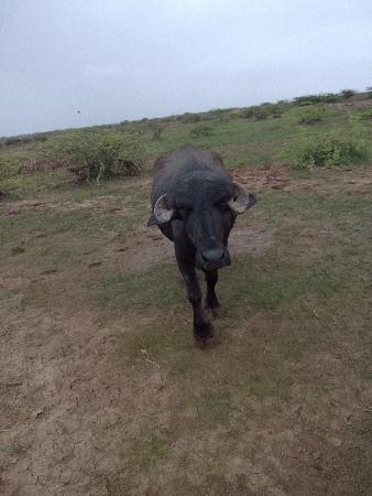 વેચવાની છે