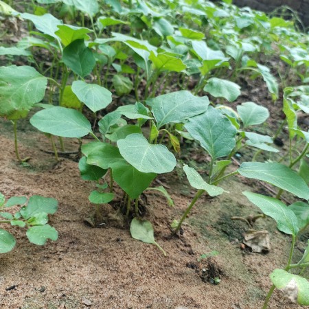 રીંગણ ના રોપ