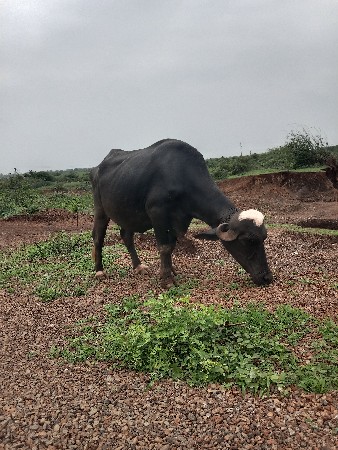 જનમ થી બે આસલ