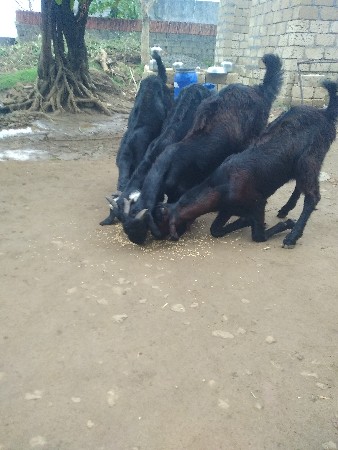 આ બોકડા વેચવાના છે