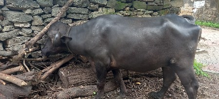 પેલા વેતર  જાફરાબાદી ખડેલી