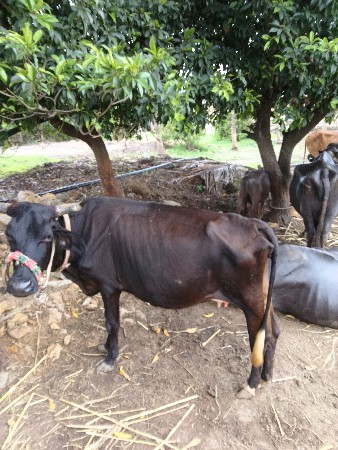 ગાય વેચવાની છે