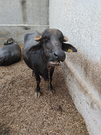 ભેંસ વેચવાની છે