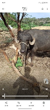 દેસી કોષ પાડો વેચવાનો હે