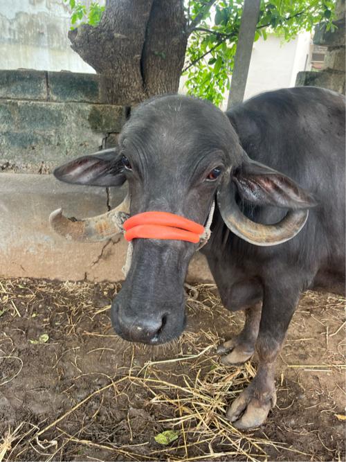 ભેસ વેશવાની છે