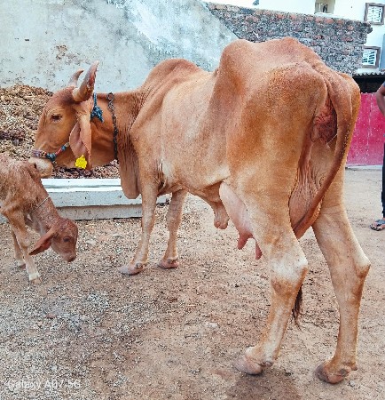 સોકપિલા ગાય વેચવાની