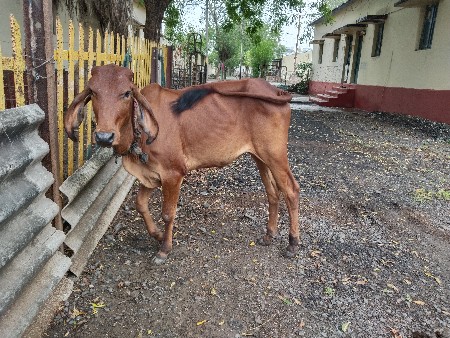 2 વાછડી