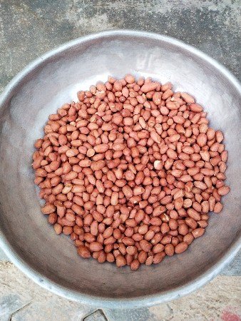 જી વી સ  નું માંડવી નું બિયારણ