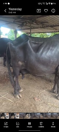 aa ભેંસ વેચવાની છે