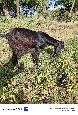 2 dat bakro