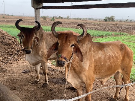 બળદ વેચવાના છે
