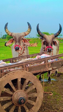 બેલ યુ મને મહાકાલ જેઠાલાલ ફુલ જવાબ