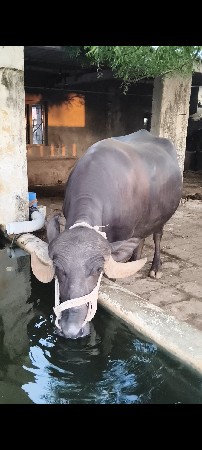 ખડલી