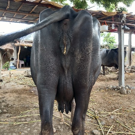 વેચવા ની