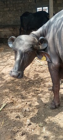 ૧ વેતર  ૬ દાતે ખડેલી