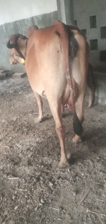 ગીર ગાઈ વેશવા ની છે