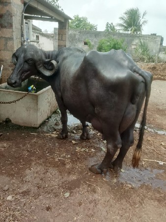 3 વેતર છે