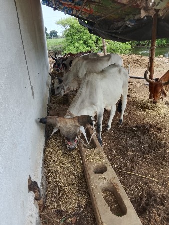 બળદ વેચવાના છે