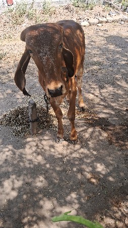 વાસરી. વેચવાની છે.        ગીર.