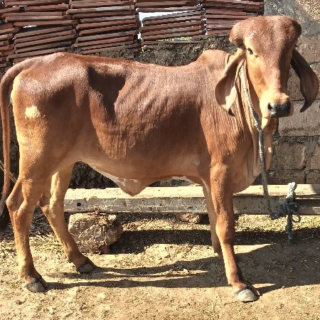 વાછડી વેચવા ની છે