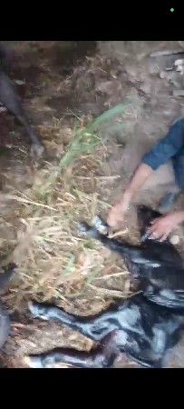 ભેંસ વેચવાની છે