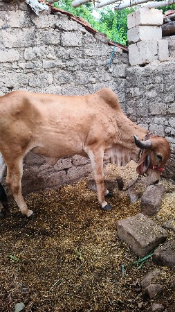 ગાય ભેંસ વેચવાની સે