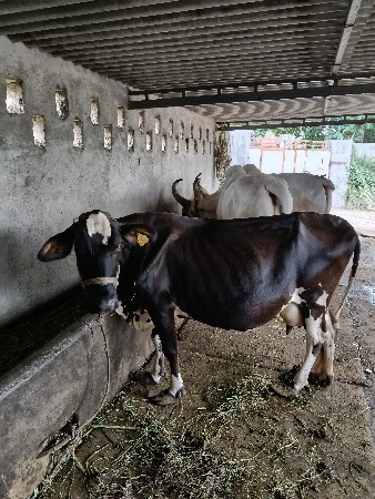 એચએફ ગાય વેચવાની છે .