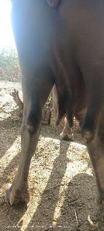 20 દીવસ કાચી સે