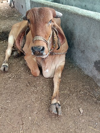 હોડકી વેચવાની છે.