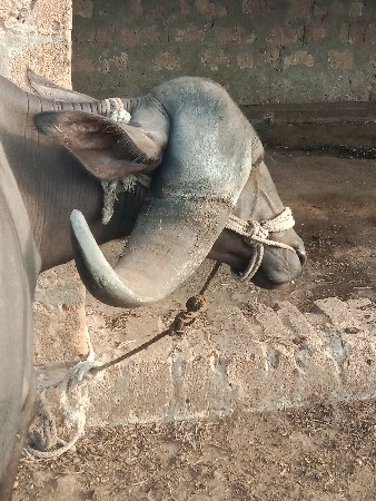 khadeli vechvani chhe