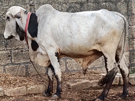 બુલ