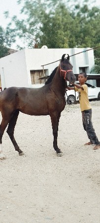 વછેરી. 10 મહિનાની. વેચવાની. છે