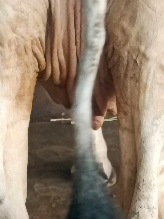 ગાય વેચવાની છે
