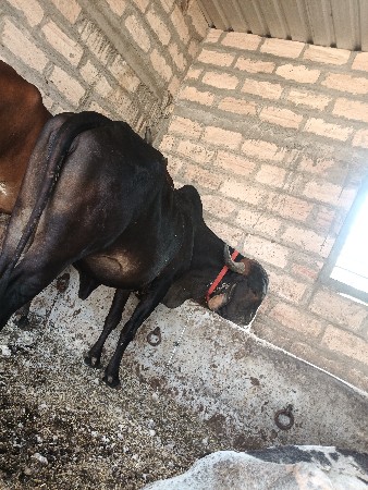 શારદાતે